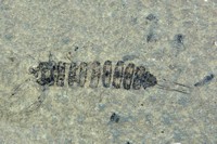 Coptoclava sp